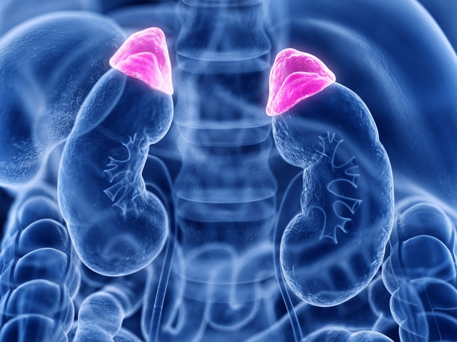 Adrenal gland