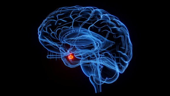 Pituitary & Hypothalamus disorders